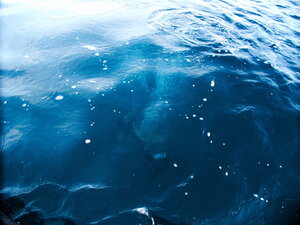 Looking at a diver off the boat (I never promised continuity in these galleries!)